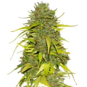 AK 47