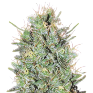 Amnesia Haze