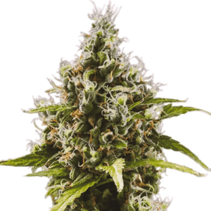 Close-up of cannabis bud with frosty trichomes