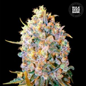 Bigger Bud