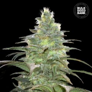 Blueberry