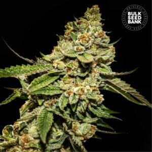 Bruce Banner