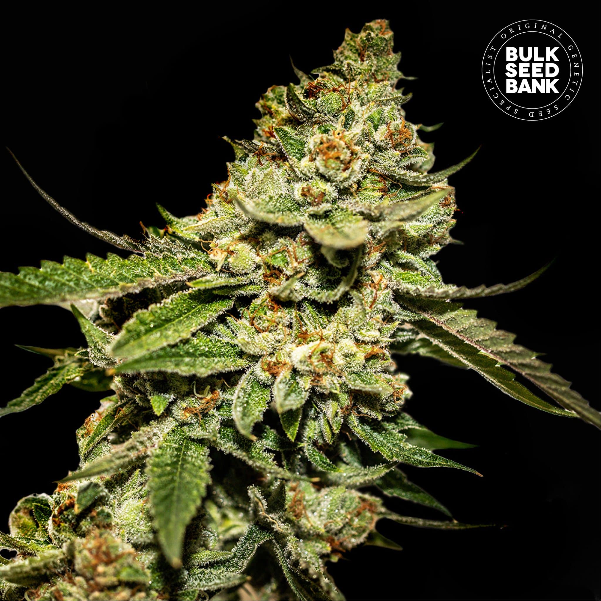 Bruce Banner