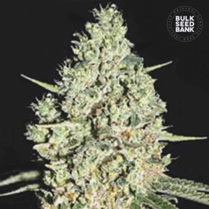 Critical Mass Auto