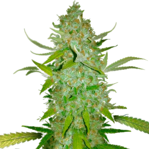 Close-up of cannabis bud with green leaves