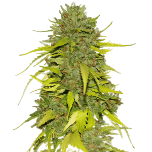 Healthy AK 47 cannabis plant with dense buds and vibrant green leaves.