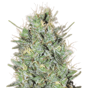 Close-up of Amnesia Haze cannabis bud with trichomes and vibrant green color.