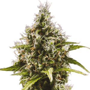 Close-up of cannabis bud with frosty trichomes