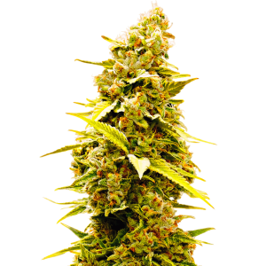 Close-up of cannabis plant bud isolated