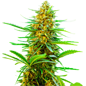 Banana Punch Auto