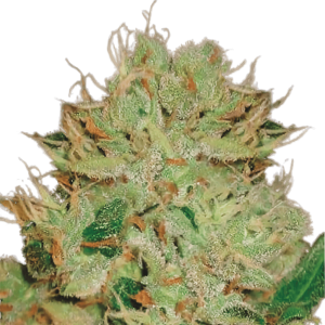 Close-up of cannabis bud with orange hairs