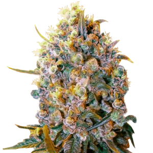 Close-up of a large, dense cannabis bud with trichomes and vibrant colors.