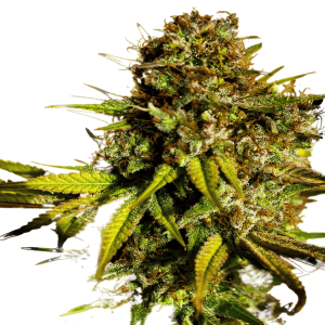 Close-up of Biscotti Mintz cannabis bud with trichomes and vibrant green leaves.