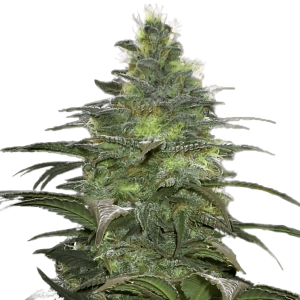 Healthy Blueberry cannabis plant with dense buds and frosty trichomes.