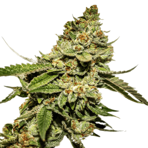 High-quality Bruce Banner cannabis bud with frosty trichomes and vibrant green leaves.
