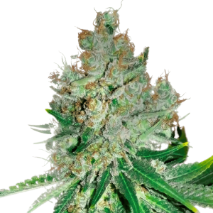 Close-up of Blue Cheese cannabis buds with trichomes and vibrant green leaves.