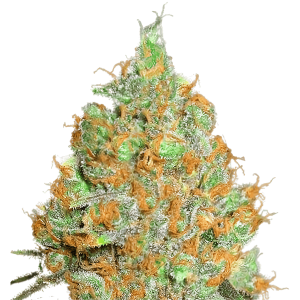 Close-up of cannabis bud with orange hairs
