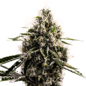 Close-up of frosty cannabis flower with white hairs