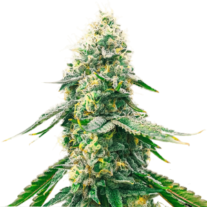Close-up of cannabis plant with frosty buds