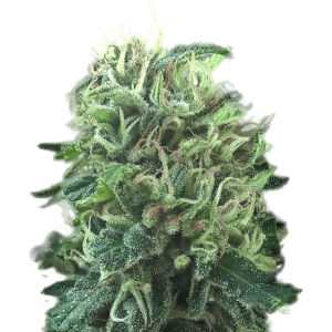 Close-up of Girl Scout Cookies cannabis plant with dense buds and trichomes.