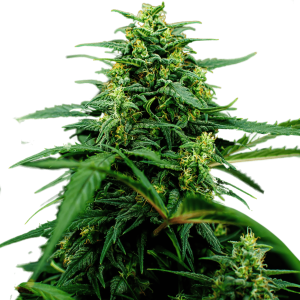 Close-up of cannabis plant with flowering buds