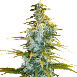 Close-up of cannabis bud with frosty trichomes