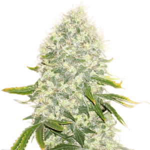 Close-up of White Widow cannabis plant with dense buds and green leaves.