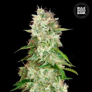 Blue Cheese Auto