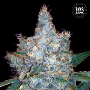 Blueberry Auto