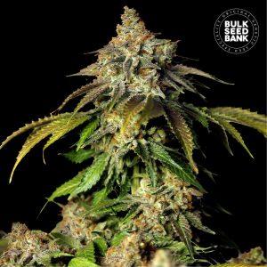 Bruce Banner Auto