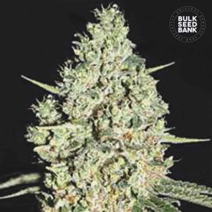 Critical Mass Auto