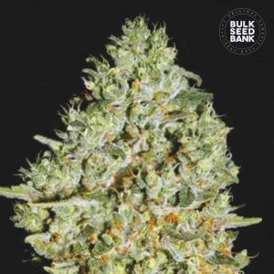 Critical Mass