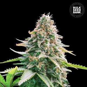 Gelato Auto Cannabis Bud