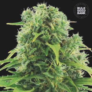 Northern Light Auto