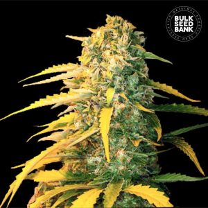 White Widow Auto