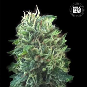 Girl Scout Cookies