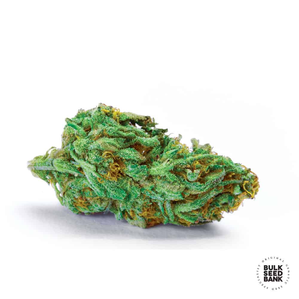 Girl Scout Cookies Cannabis Bud
