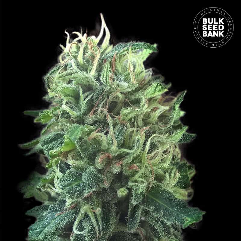 Girl Scout Cookies