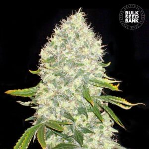 White Widow