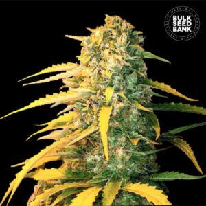 White Widow Auto